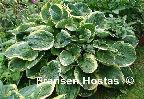 Hosta Christmas Tree